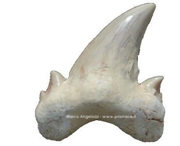 dente Otodus obliquus
